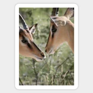 Deer Love Sticker